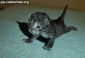 chat trés tiéné